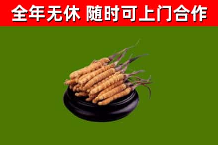 吉木萨尔县回收冬虫夏草