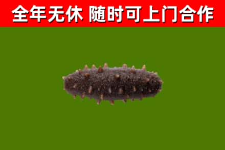吉木萨尔县回收海参干